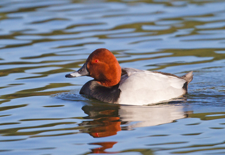 Pochard