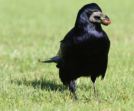 Suffolk Wildlife Trust