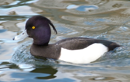 tufted duck