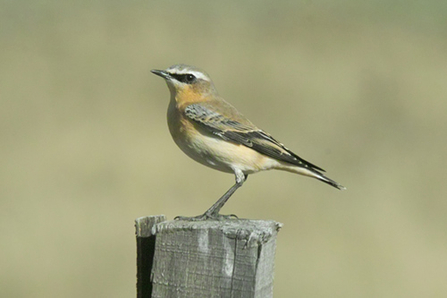 Suffolk Wildlife Trust