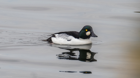 Goldeneye