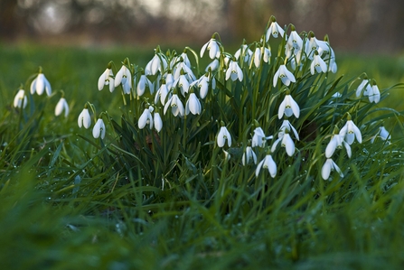 Suffolk Wildlife Trust