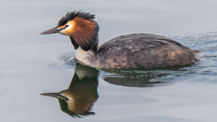 great crested grebe