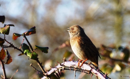 Dunnock singing