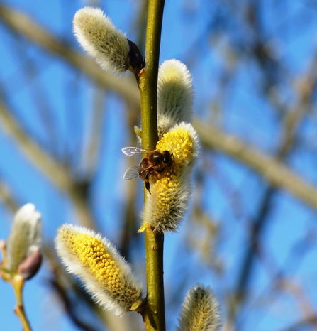 Bee on willow