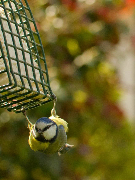 Suffolk Wildlife Trust