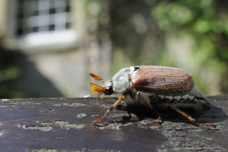 Suffolk Wildlife Trust