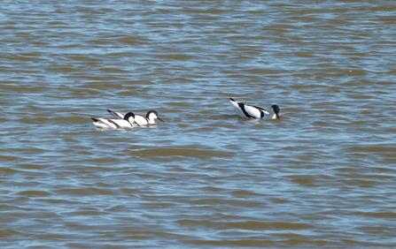 Avocets