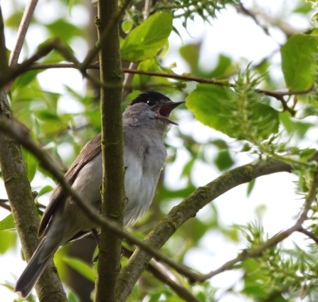 blackcap