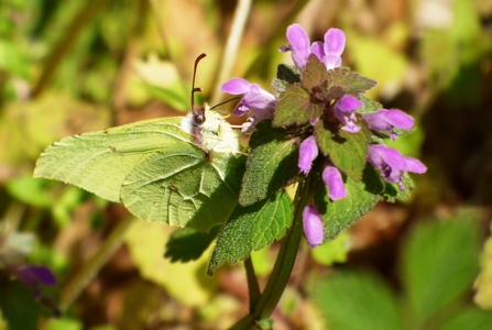 brimstone butterfly