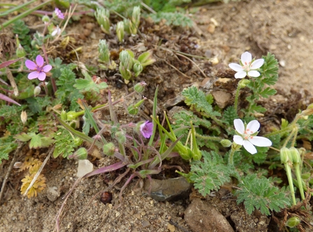 Common stork’s-bill