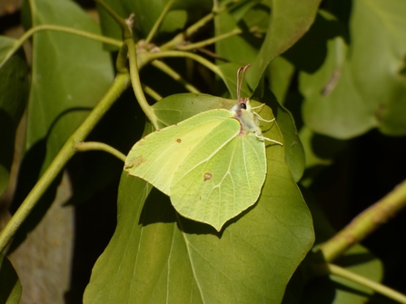 Brimstone