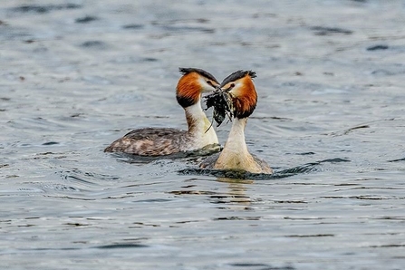 Great crested grebe