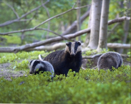 Suffolk Wildlife Trust