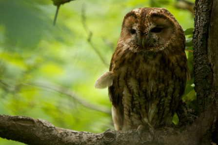 Tawny Owl - Tom Hibbert