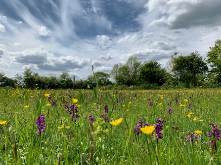 Suffolk Wildlife Trust