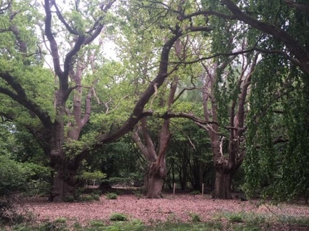 Suffolk Wildlife Trust