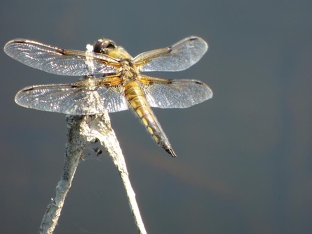 four-spotted chaser