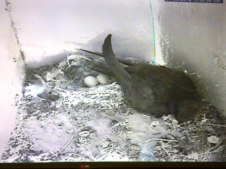 swift camera at Lackford Lakes