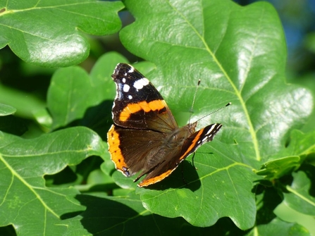 red admiral