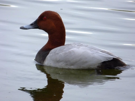 pochard