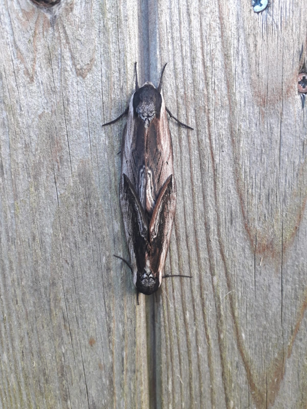 Privet hawkmoths