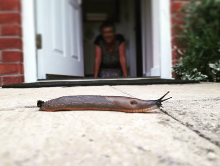 Slugwatch