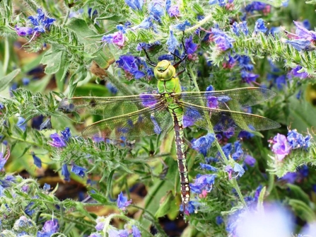 emperor dragonfly