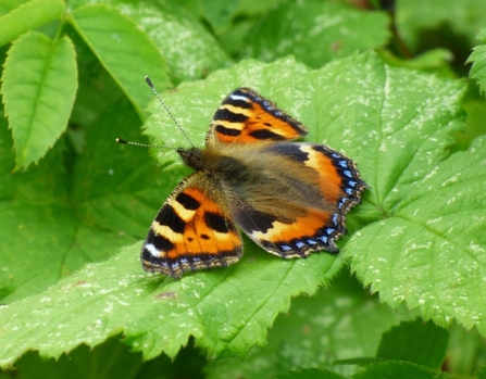 small tortoiseshell