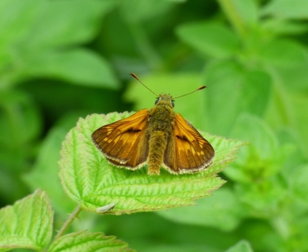 large skipper