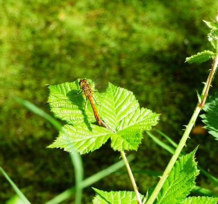 ruddy darter