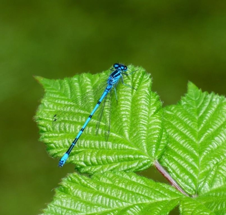 Azure Damselfly