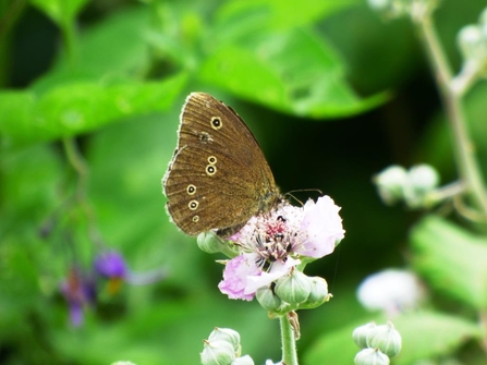 ringlet