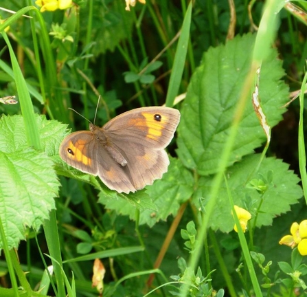 meadow brown