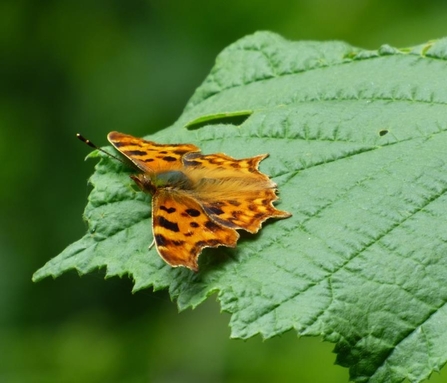 Comma