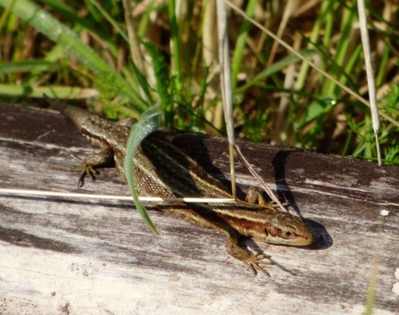 common lizard by Mike Andrews