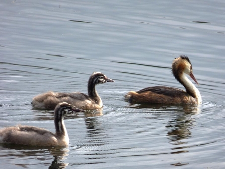great crested grebe and two young