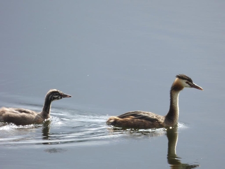 great crested grebe and young