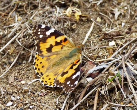 painted lady by Mike Andrews