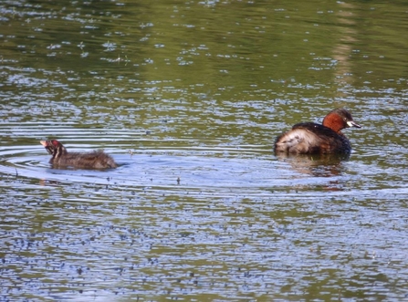 Little grebe and young