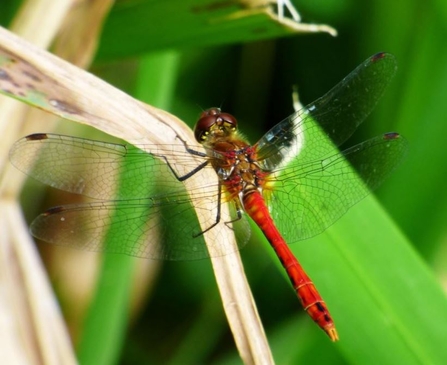 ruddy darter by Mike Andrews