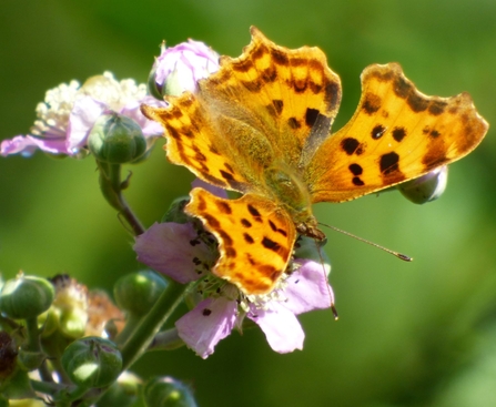 comma butterfly by Mike Andrews