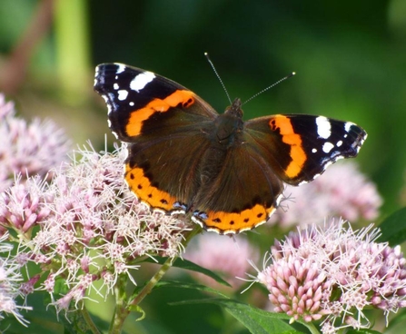 red admiral by Mike Andrews