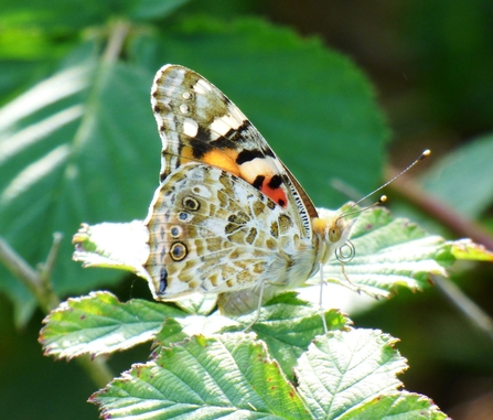 painted lady with wings closed by Mike Andrews