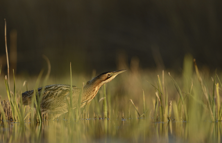 Bittern, Ben Andrew (RSPB Images)