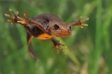 Great crested newt adobestock