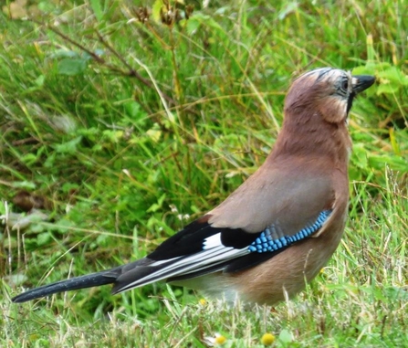 Jay at Lackford