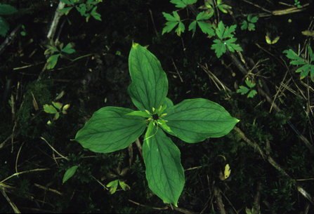 Herb paris by Steve Aylward