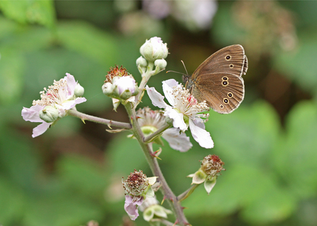 Ringlet butterfly by Steve Aylward