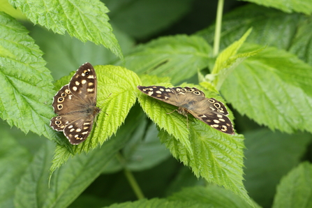 Speckled wood butterflies by Steve Aylward